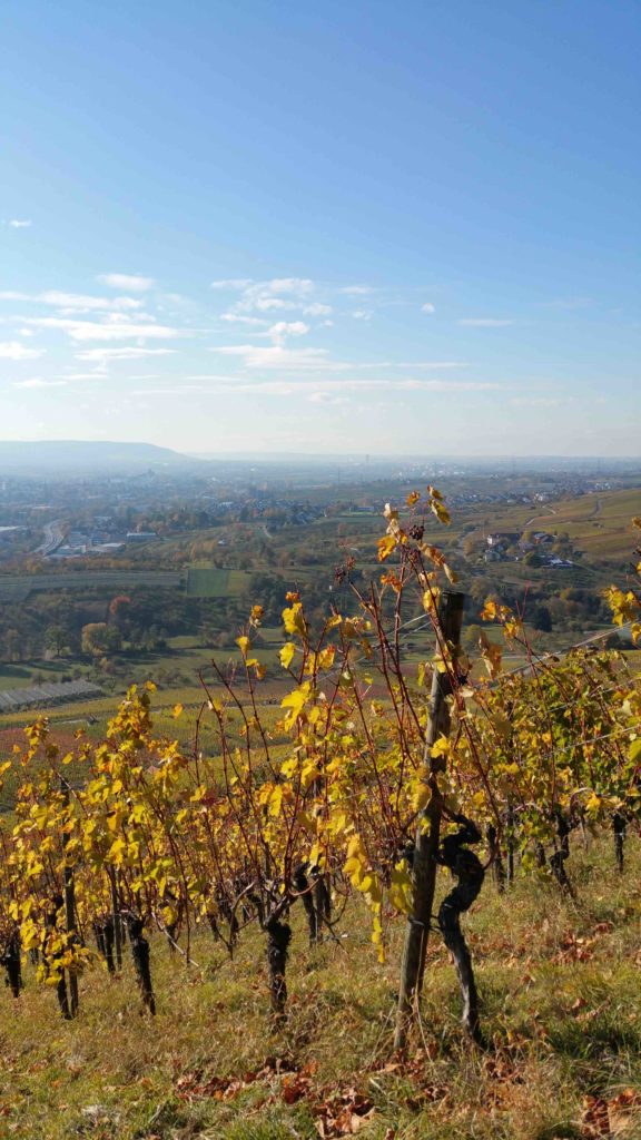 Autumn vineyard